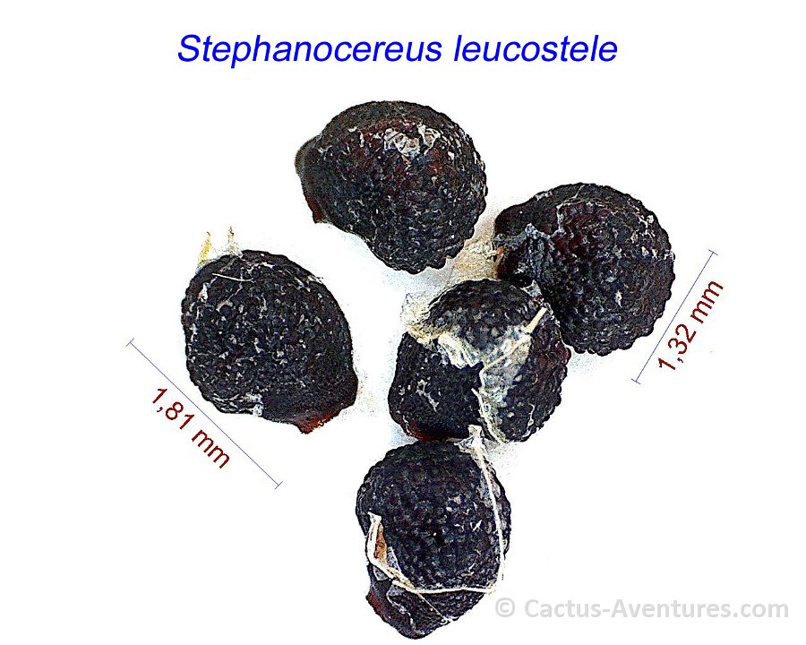 Stephanocereus leucostele